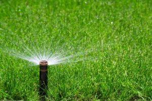 water sprinkler green grass