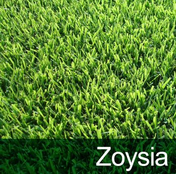 best fertilizer for zoysia