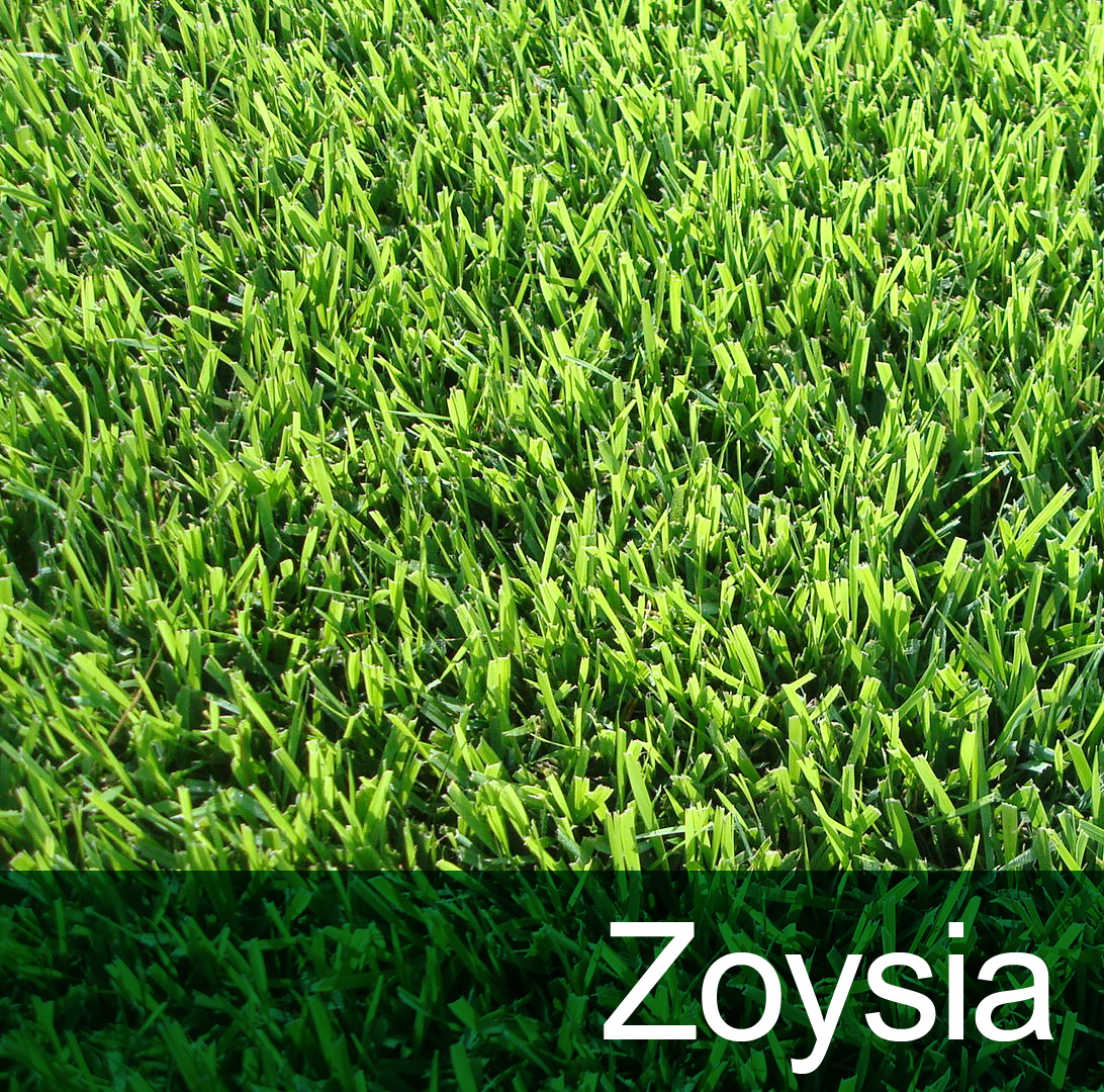 is zoysia grass soft?